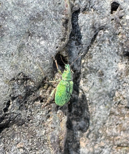 Green Immigrant Leaf Weevil