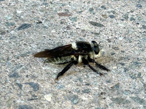 Golden-tailed Beebandit
