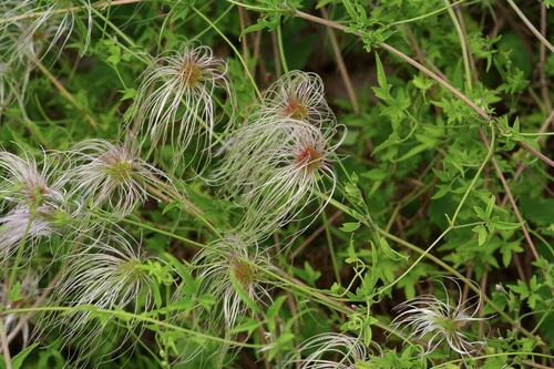 Old Man's Beard Clematis