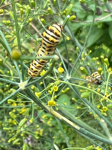 Black Swallowtail