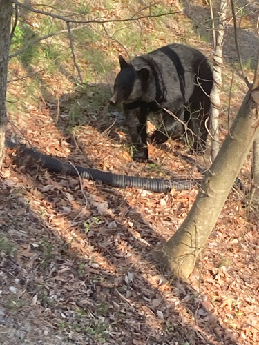 American Black Bear