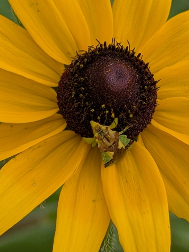 Pennsylvania Ambush Bug