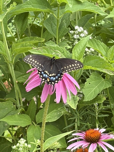 Black Swallowtail