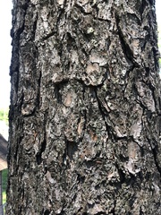 Pinus taeda