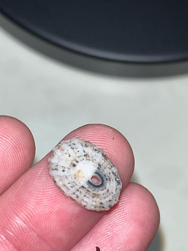 Diodora listeri observed 2026-07-26