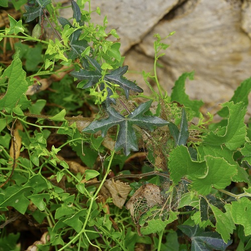 Passiflora tenuiloba, photograph 4