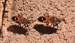 Lygaeus kalmii kalmii