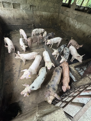 Domestic Pig