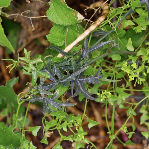 Passiflora tenuiloba, photograph 5
