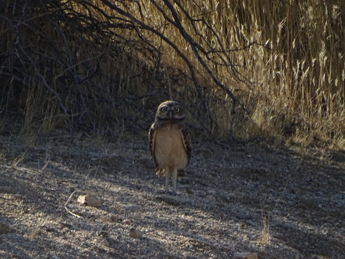 Burrowing Owl