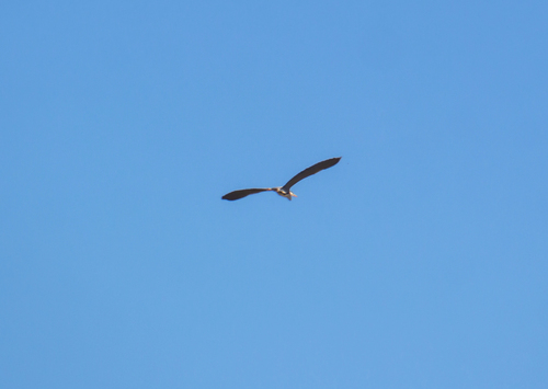 iNaturalist image