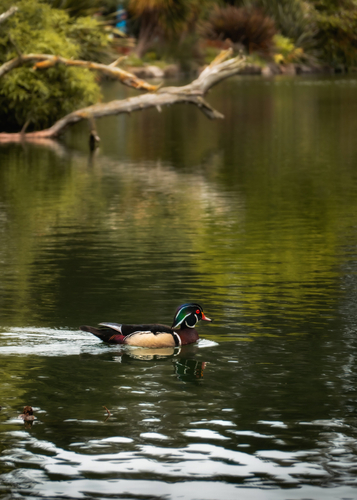Wood Duck