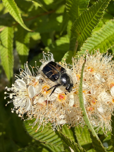 Bee-mimic Beetle