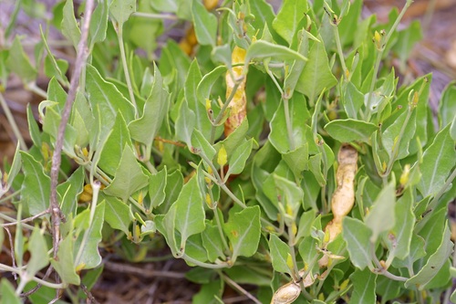 Angel Trumpets