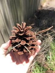 Pinus taeda