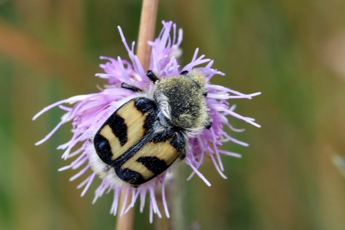 Eurasian Bee Beetle photo 3