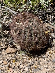 Echinomastus intertextus