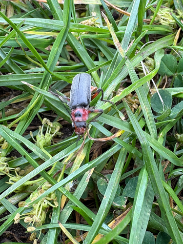 Rustic Sailor Beetle