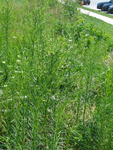 horseweed
