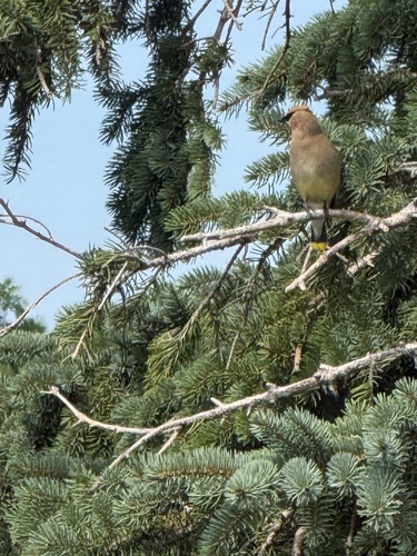 Cedar Waxwing