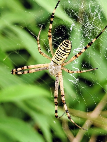 Wasp Spider