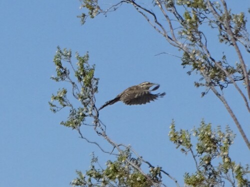 Cactus Wren