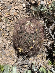 Echinomastus intertextus