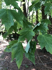 Acer rubrum