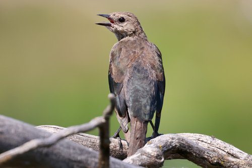 Brewer's Blackbird