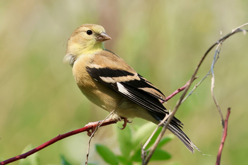 American Goldfinch