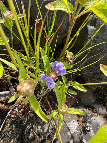 common selfheal