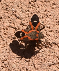 Lygaeus kalmii kalmii