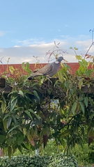 Columba palumbus