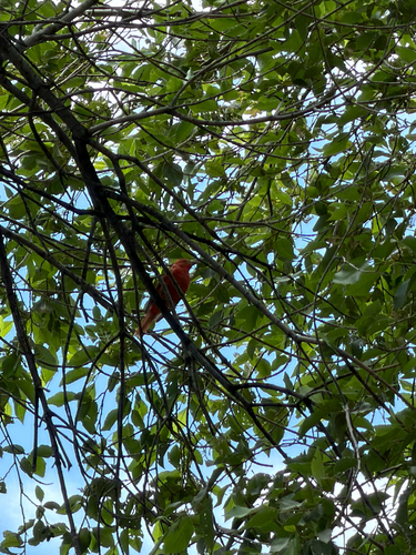 Summer Tanager