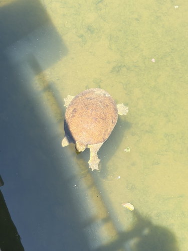 Spiny Softshell