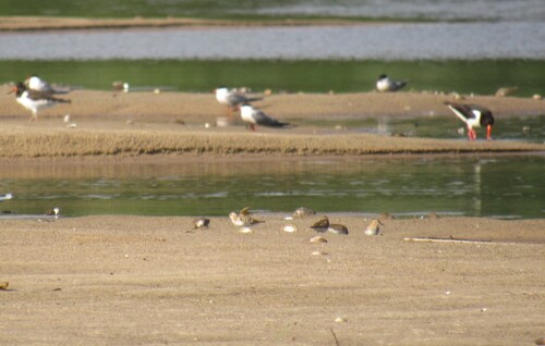 iNaturalist image