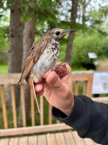 Hermit Thrush