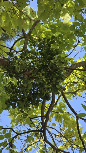 American Mistletoe