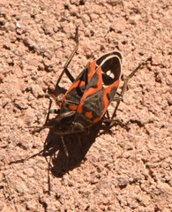 Lygaeus kalmii kalmii