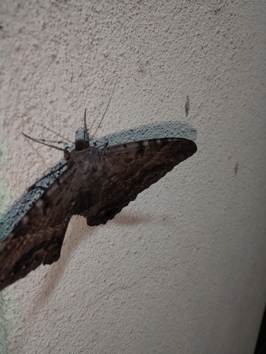 Polilla Bruja