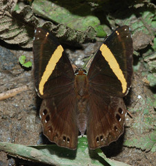 Abisara fylla
