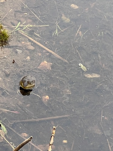 American Bullfrog