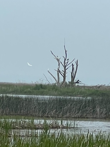Great Egret