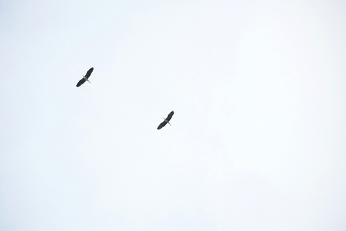 iNaturalist: (c) Simon Radziszewski, some rights reserved (CC BY-NC), uploaded by Simon Radziszewski iNaturalist image