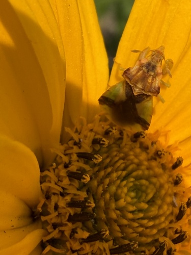Jagged Ambush Bug