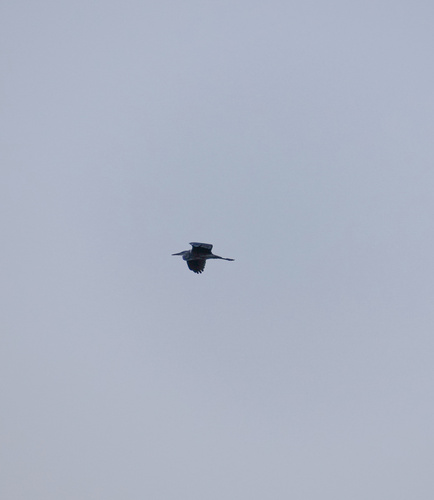iNaturalist: (c) shrute_farms, some rights reserved (CC BY-NC), uploaded by shrute_farms iNaturalist image