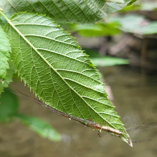 Stretch Spiders