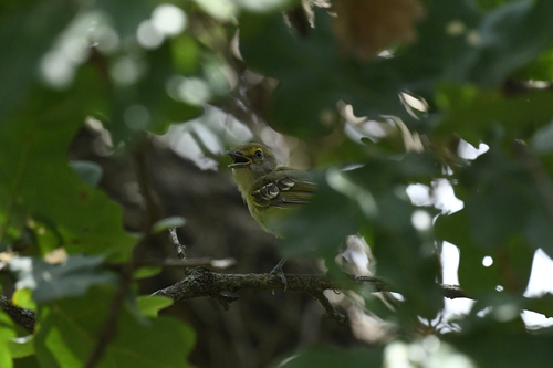 White-eyed Vireo