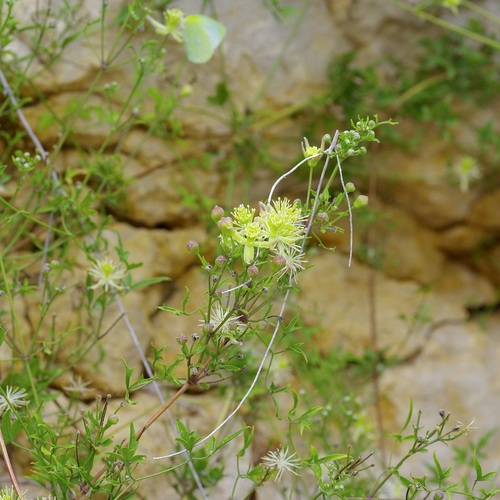 Old Man's Beard Clematis