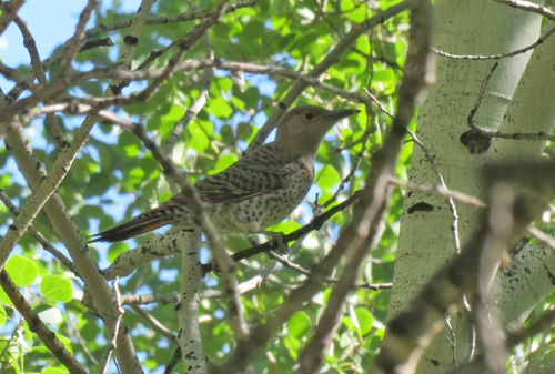 Northern Flicker